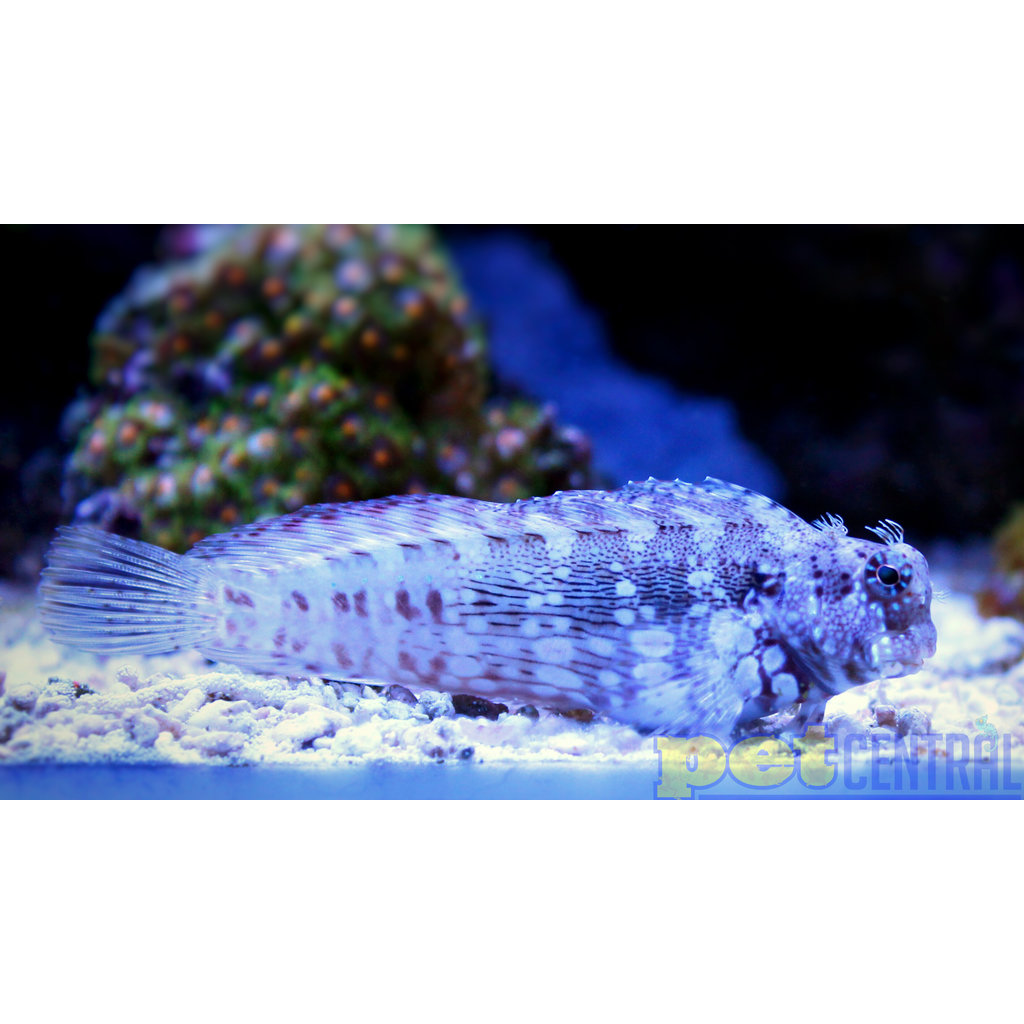 Lawnmower Blenny SM