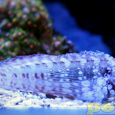 Lawnmower Blenny SM