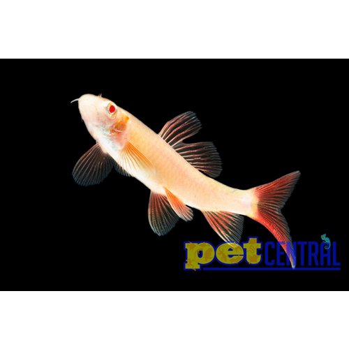 Albino Rainbow Shark RG Albino Rainbow Shark RG