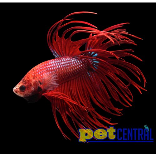 Assorted Premium Crowntail Betta Male LG Assorted Premium Crowntail Betta Male LG