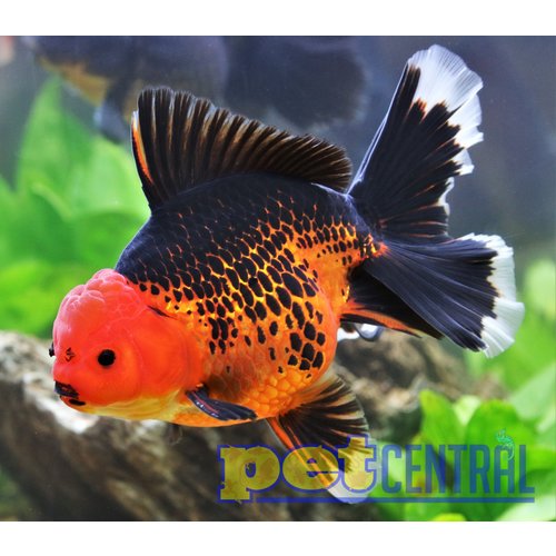 Red & Black Oranda MD Red & Black Oranda MD