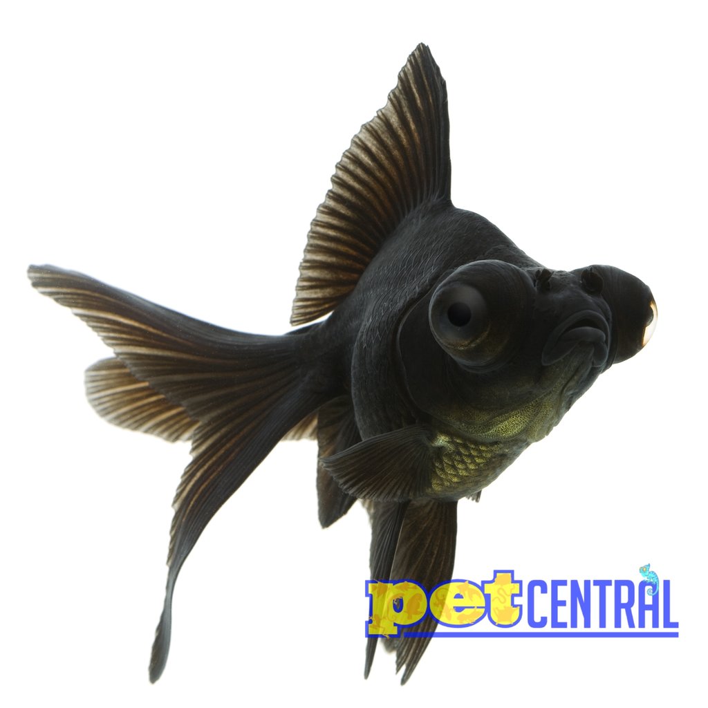 Black Moor Goldfish MD