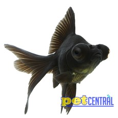 Black Moor Goldfish MD