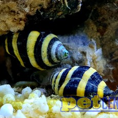 Bumblebee Snail