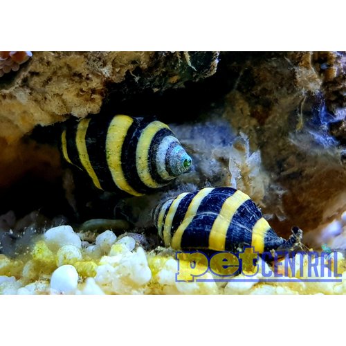 Bumblebee Snail Bumblebee Snail