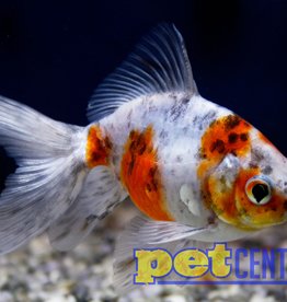 Calico Fantail Goldfish MD