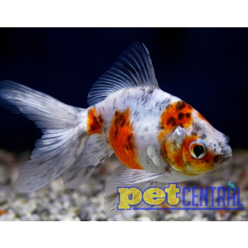 Calico Fantail Goldfish MD Calico Fantail Goldfish MD