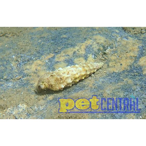 Cerith Snail XL Single Cerith Snail XL Single