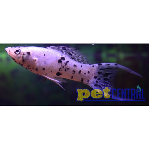 Dalmatian Lyretail Molly RG Dalmatian Lyretail Molly RG