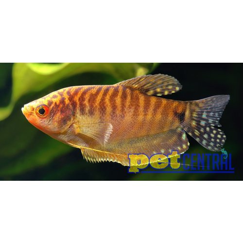 Gold Gourami RG Gold Gourami RG