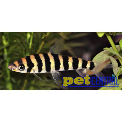 Leporinus RG Leporinus RG