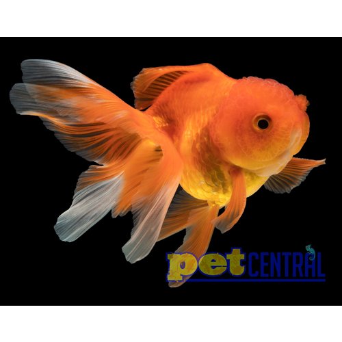 Assorted Oranda Goldfish MD Assorted Oranda Goldfish MD