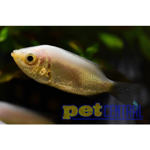 Pink Kissing Gourami RG Pink Kissing Gourami RG