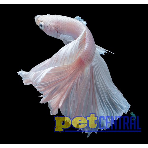 Platinum White Crowntail Betta Male LG Platinum White Crowntail Betta Male LG