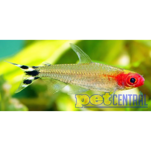 Rummynose Tetra RG Rummynose Tetra RG