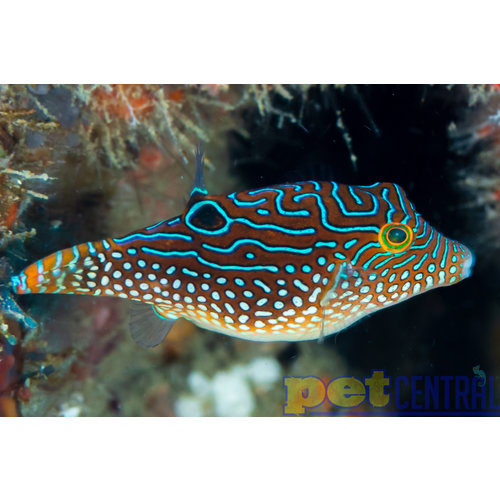 Fiji Blue Jewel Puffer (Fiji) ML Fiji Blue Jewel Puffer (Fiji) ML