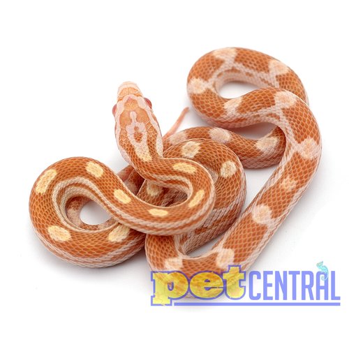 Butter Motley Corn Snake Baby Butter Motley Corn Snake Baby