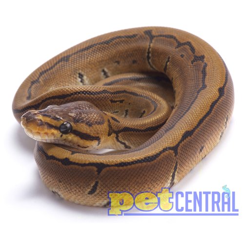 Pinstripe Ball Python Baby Pinstripe Ball Python Baby