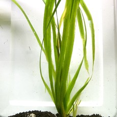 Jungle Vallisneria RG