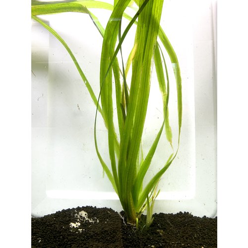 Jungle Vallisneria RG Jungle Vallisneria RG