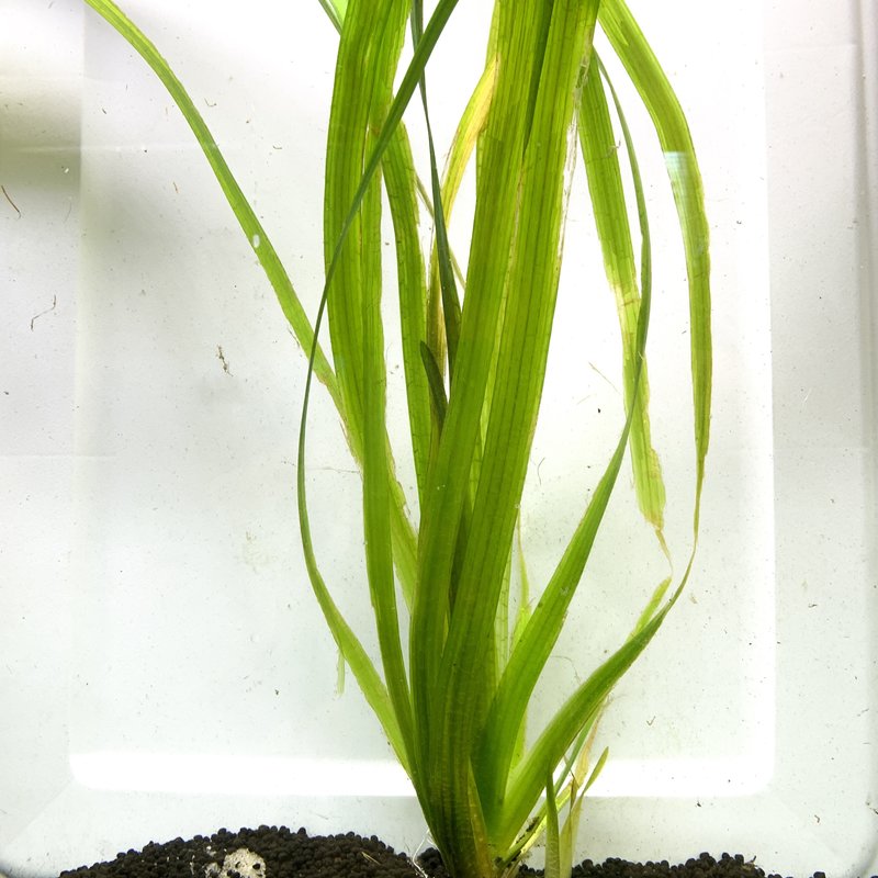 Jungle Vallisneria RG