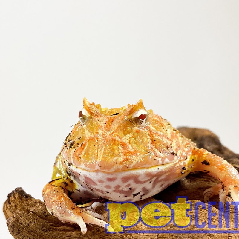 Captive Bred Apricot Horned Pacman Frog Baby (1"-1.5")