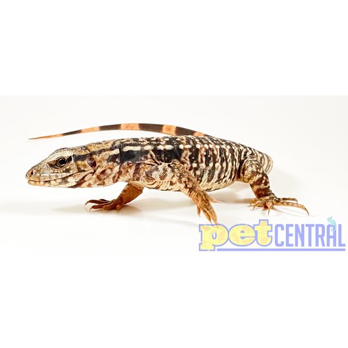 Argentine Red Tegu Baby Argentine Red Tegu Baby