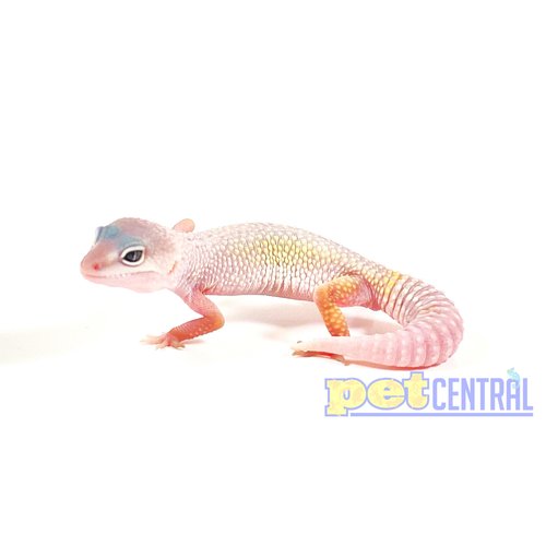 Eclipse Mack Snow Albino Leopard Gecko Juvenile (4-6") Eclipse Mack Snow Albino Leopard Gecko Juvenile (4-6")