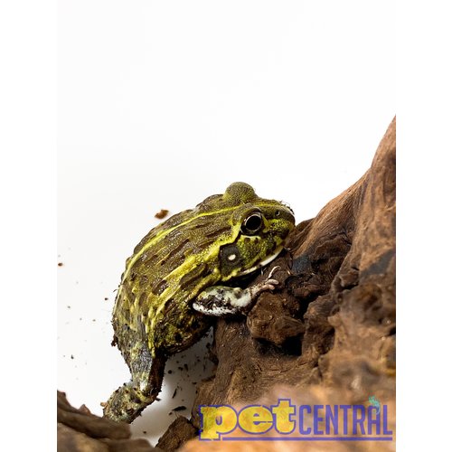 Giant South African Pixie Frog Baby (1-2") Giant South African Pixie Frog Baby (1-2")