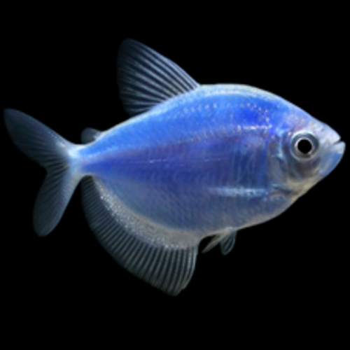 Glofish® Glofish® Tetra Cosmic Blue® RG Glofish® Glofish® Tetra Cosmic Blue® RG