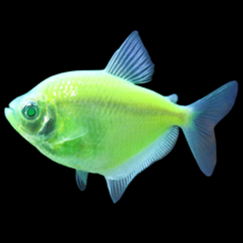 Glofish® Glofish® Tetra Electric Green RG Glofish® Glofish® Tetra Electric Green RG
