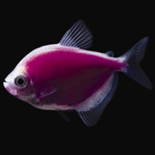 Glofish® Glofish® Tetra Galactic Purple® RG Glofish® Glofish® Tetra Galactic Purple® RG