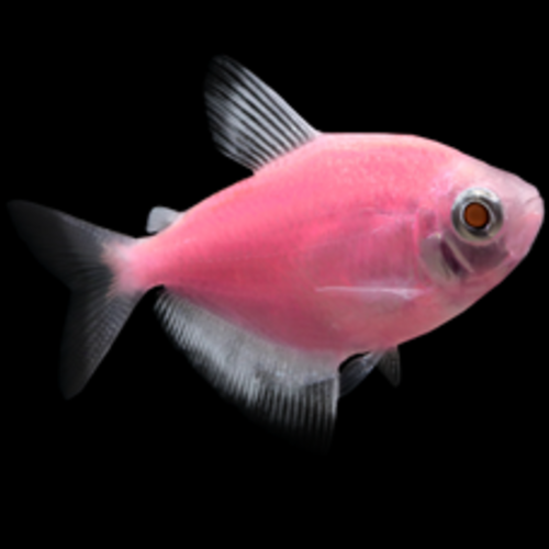 Glofish® Glofish® Tetra Moonrise Pink® RG Glofish® Glofish® Tetra Moonrise Pink® RG