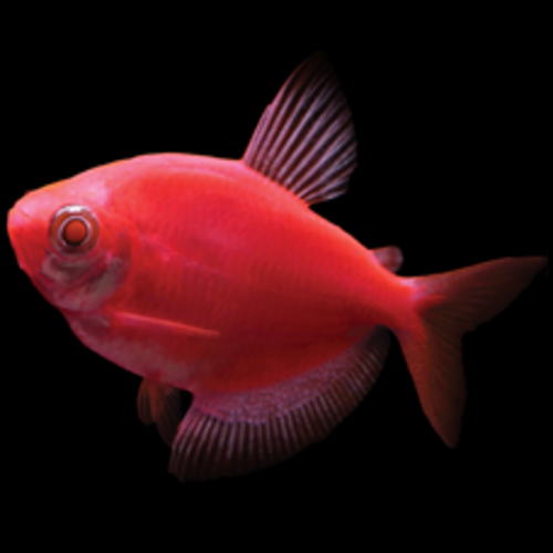 Glofish® Glofish® Tetra Starfire Red® RG Glofish® Glofish® Tetra Starfire Red® RG
