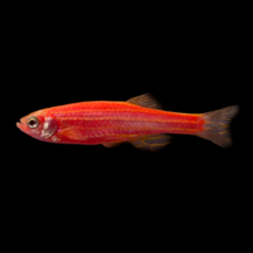 Glofish® Glofish® Danio Starfire Red® RG Glofish® Glofish® Danio Starfire Red® RG