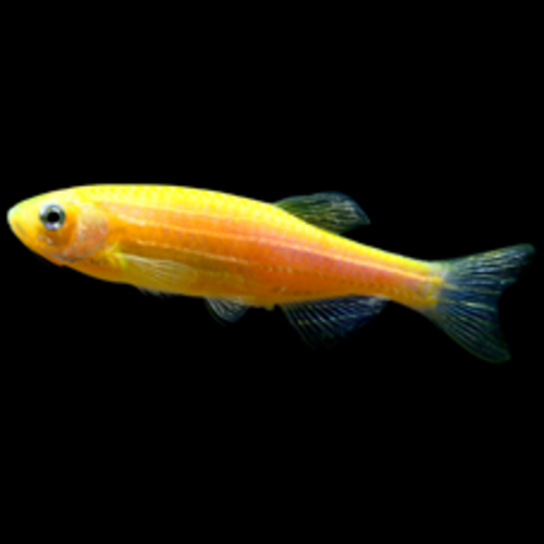 Glofish® Glofish® Danio Sunburst Orange® RG Glofish® Glofish® Danio Sunburst Orange® RG