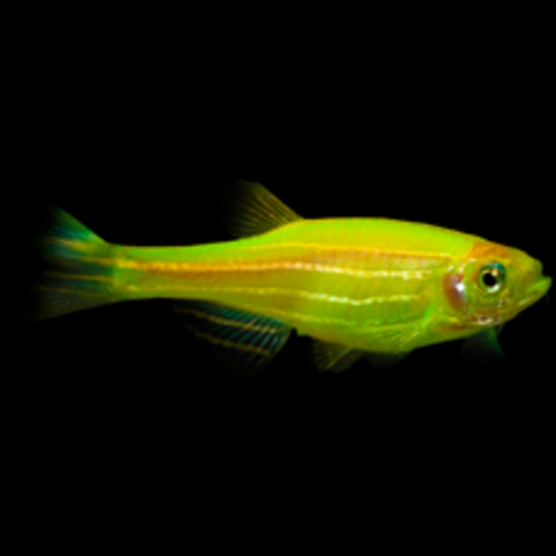 Glofish® Glofish® Danio Electric Green® RG Glofish® Glofish® Danio Electric Green® RG
