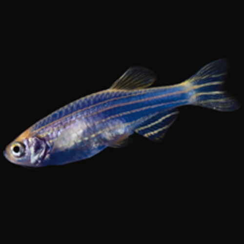 Glofish® Glofish® Danio Cosmic Blue® RG Glofish® Glofish® Danio Cosmic Blue® RG