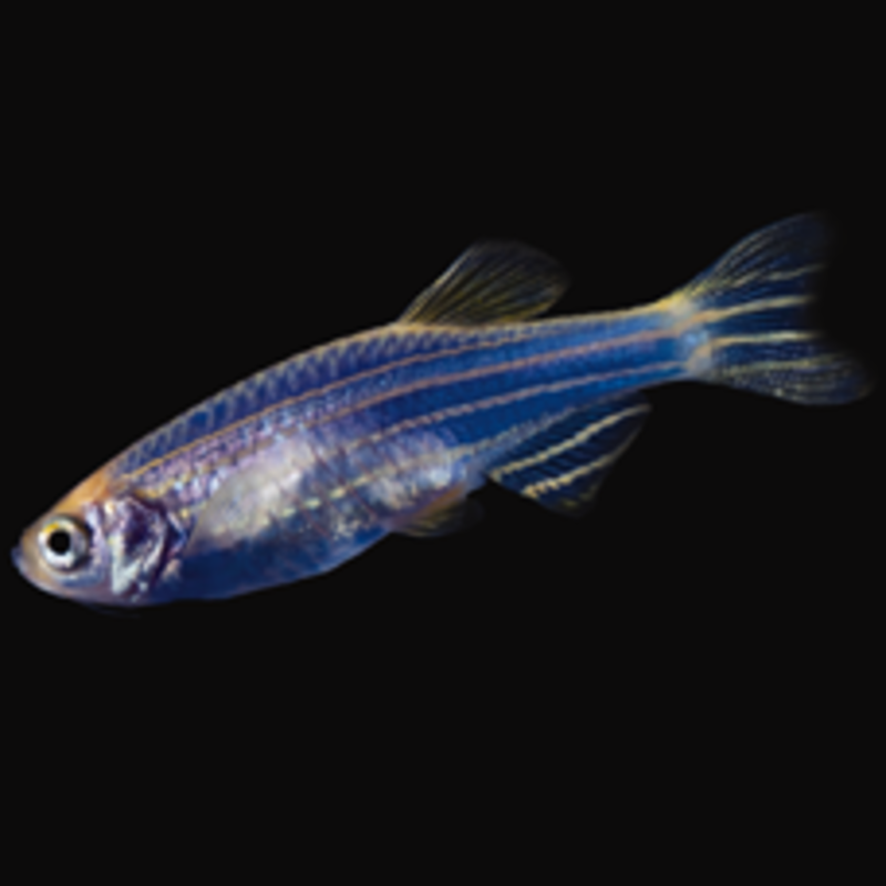 Glofish® Glofish® Danio Cosmic Blue® RG