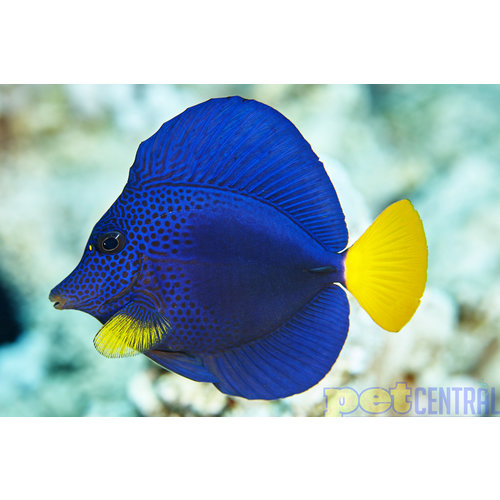 Purple Tang SM Purple Tang SM