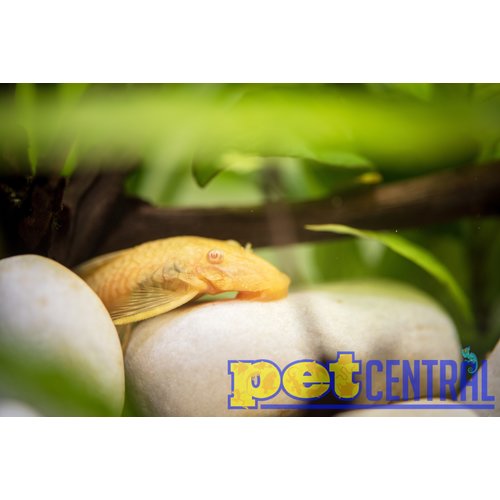 Albino Bristlenose Pleco SM Albino Bristlenose Pleco SM