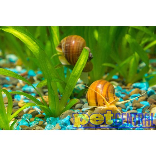Assorted Mystery Snail Assorted Mystery Snail