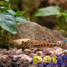 Clown Pleco (L103) RG