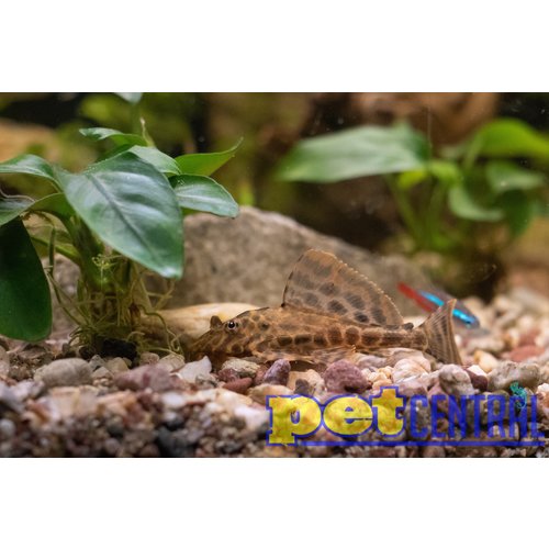 Clown Pleco L103 RG Clown Pleco L103 RG