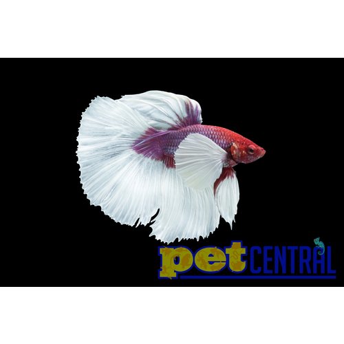 Dumbo Super Delta Betta Male LG Dumbo Super Delta Betta Male LG
