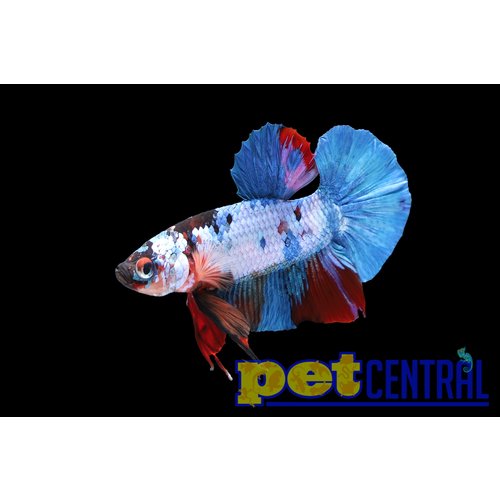 Galaxy Koi Plakat Betta Male LG Galaxy Koi Plakat Betta Male LG