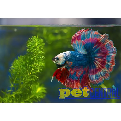 Halfmoon Betta Male LG Halfmoon Betta Male LG