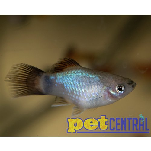 Neon Blue Wag Platy MD Neon Blue Wag Platy MD