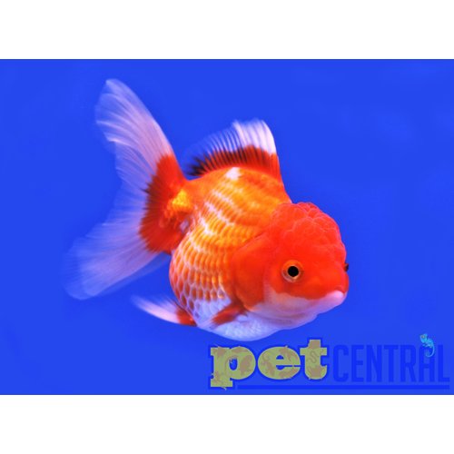 Oranda Red and White MD Oranda Red and White MD