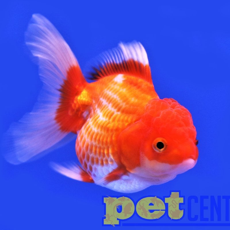 Red and White Oranda MD